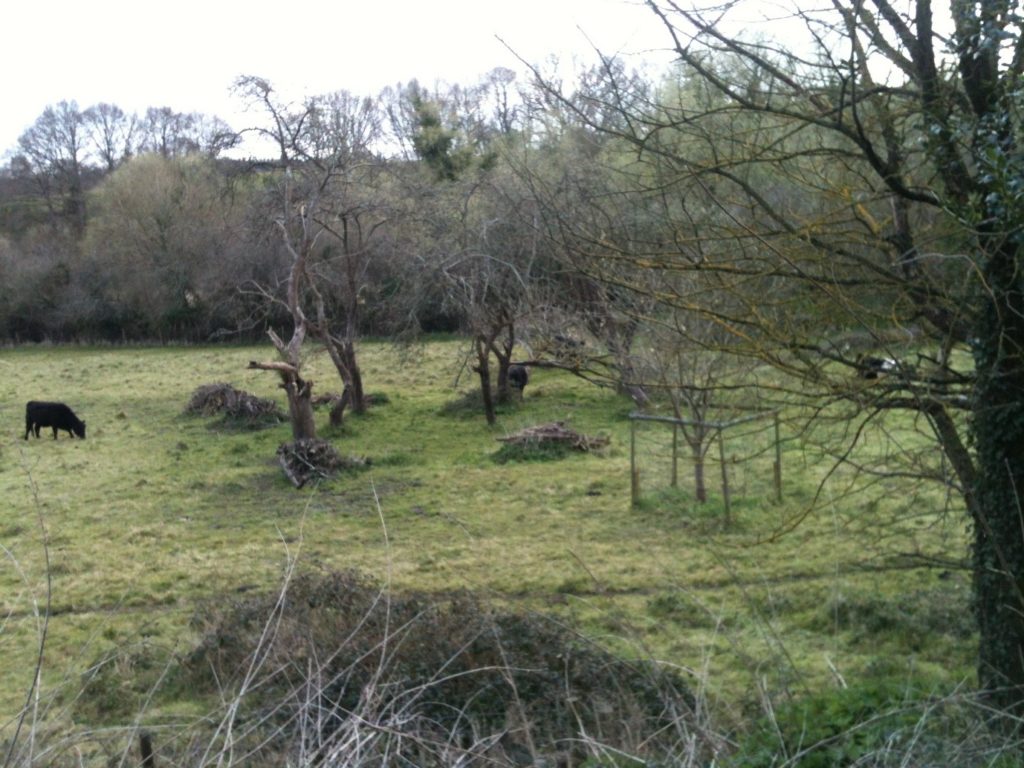 Smallbrook Nature Reserve Orchard
