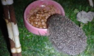 Hedgehog eating from bowl