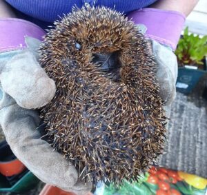 curled up hedgehog being held