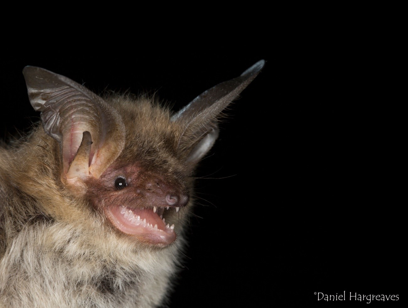 Bechstein's bat image showing head