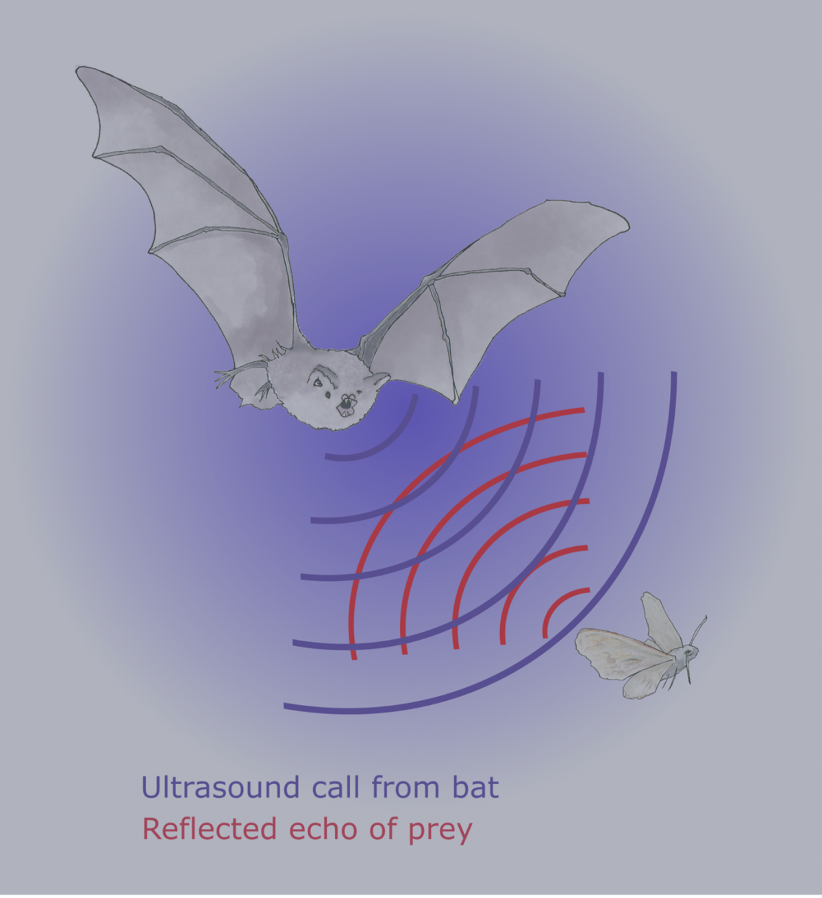 Bats in Warminster Sustainable Warminster