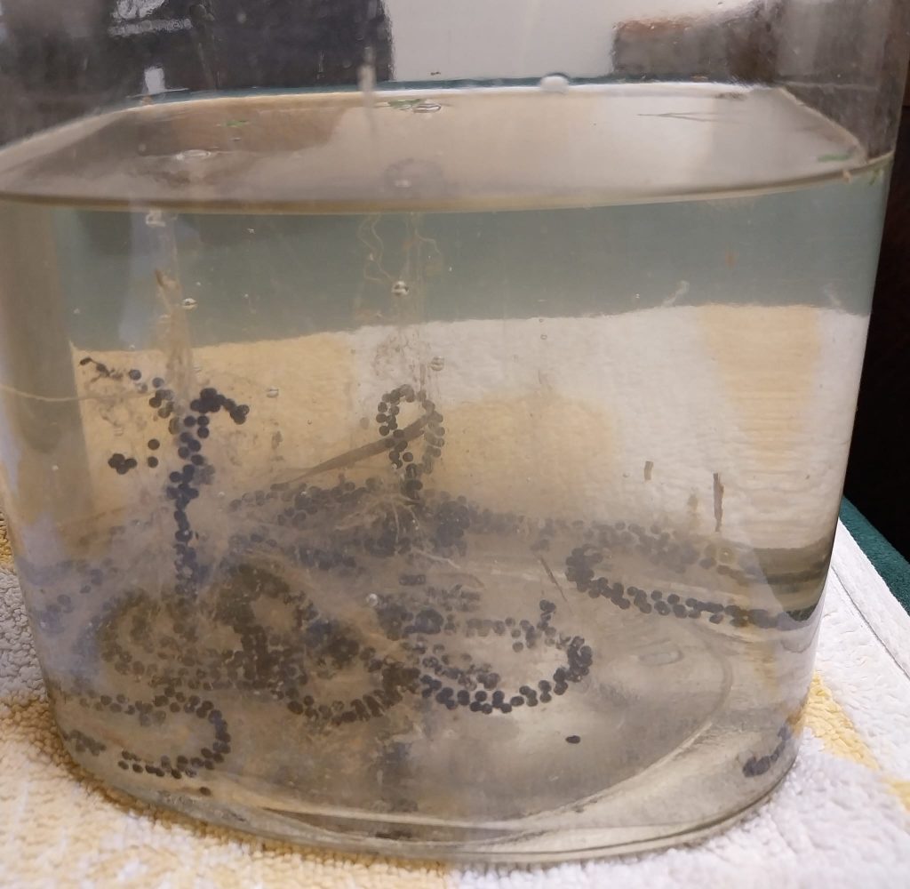 A tank containing strings of toad spawn
