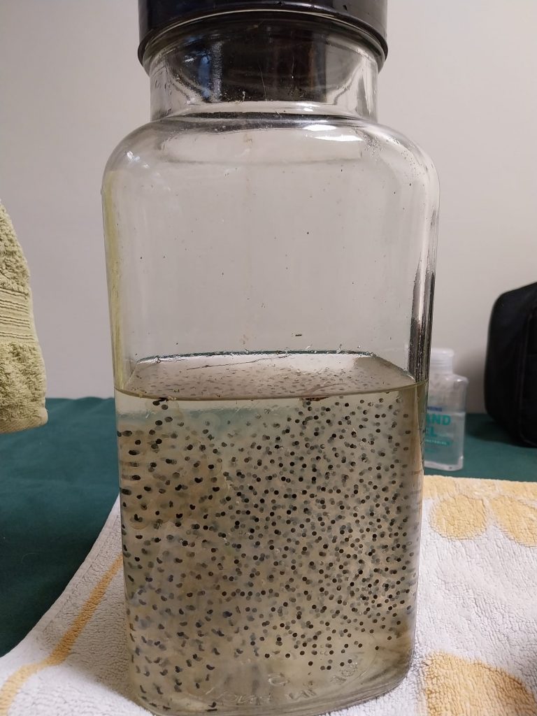 A large jar containing frog spawn