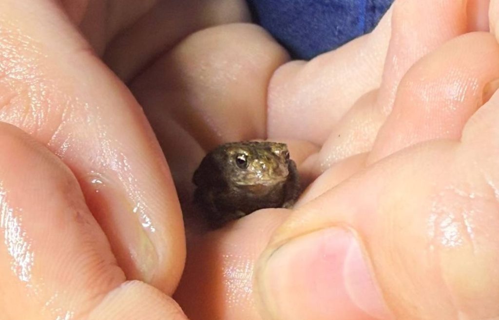 Very tiny toad held in hands